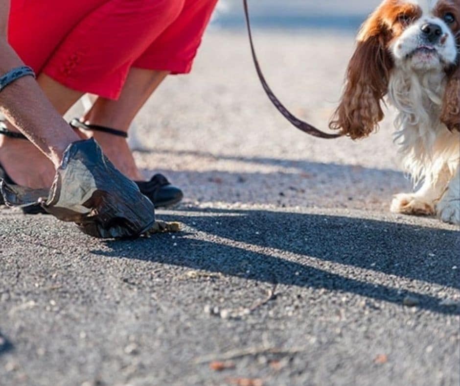 PROPRETE CANINE A MEXIMIEUX