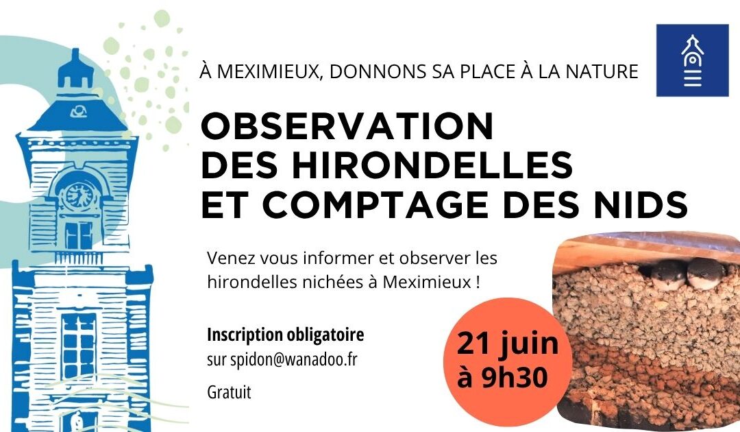 Observation des hirondelles et comptage des nids