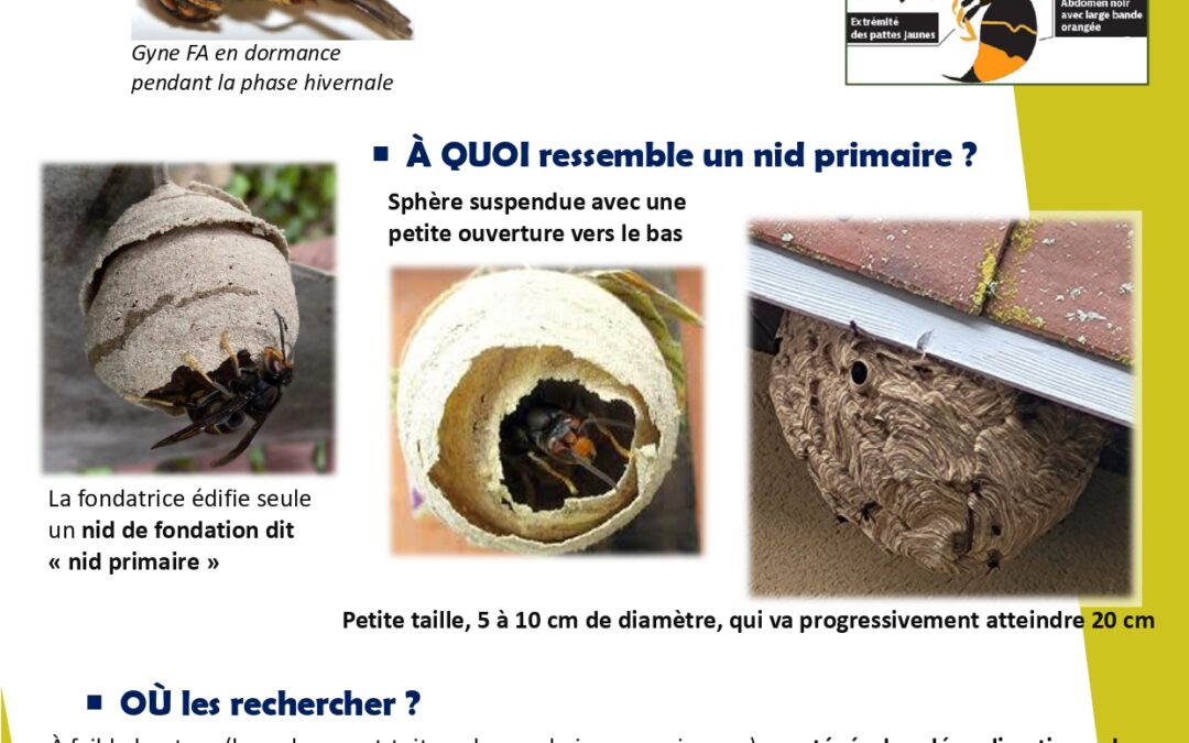 FRELONS ASIATIQUES | NIDS PRIMAIRES